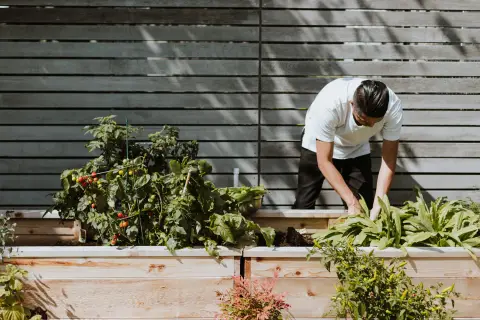 A person tending a garden.